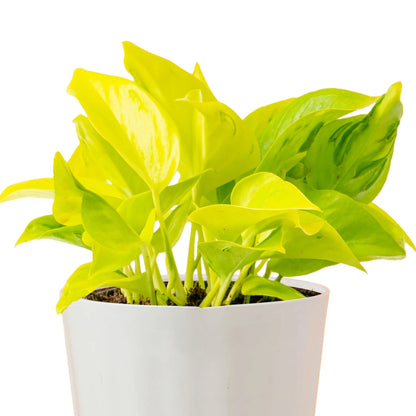 Epipremnum aureum 'Champs Élysées' - Pothos 'Champs Élysées'