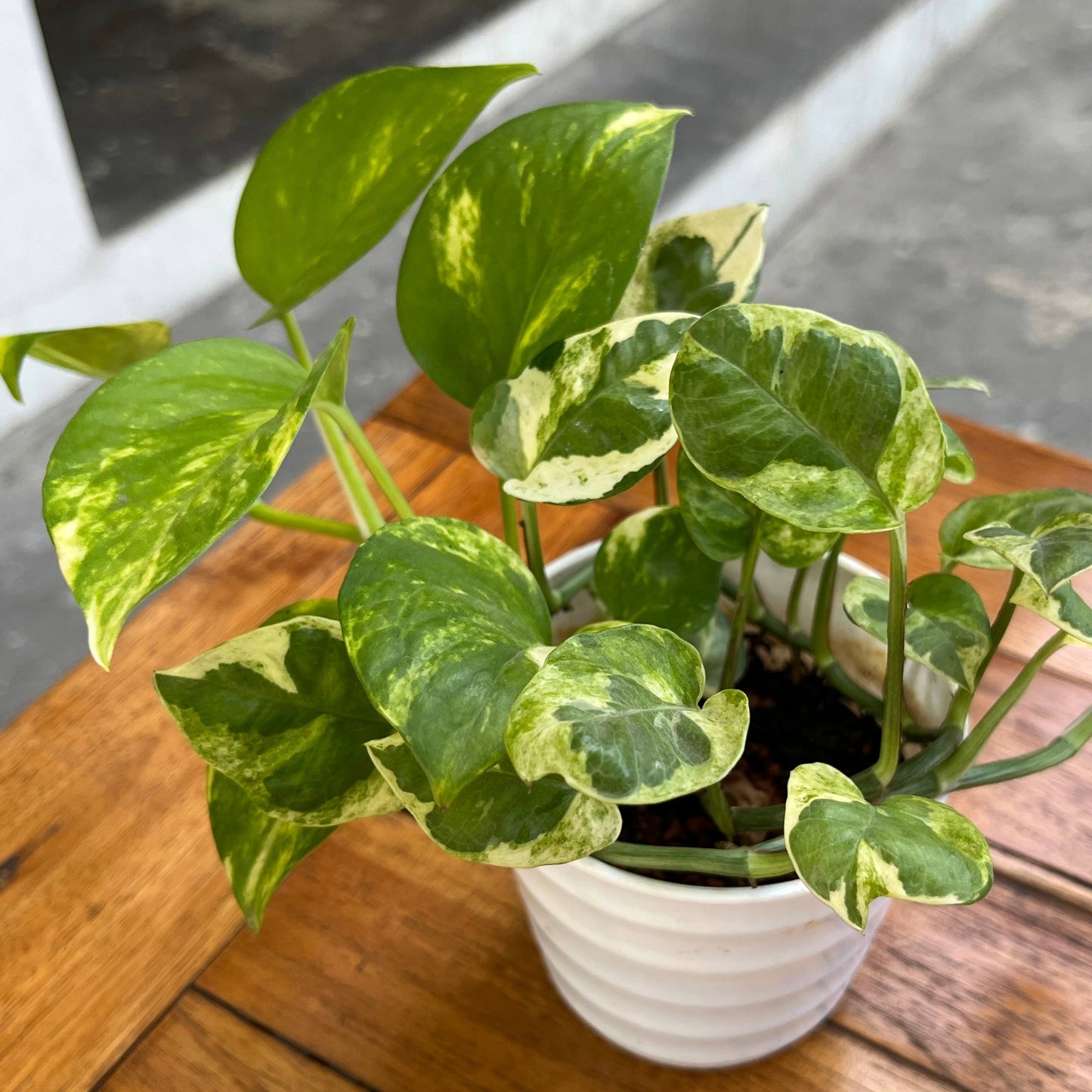 Epipremnum aureum – Golden Pothos (Scindapsus)