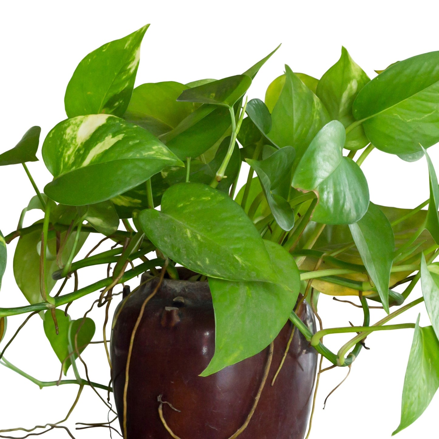 Epipremnum aureum – Golden Pothos (Scindapsus)