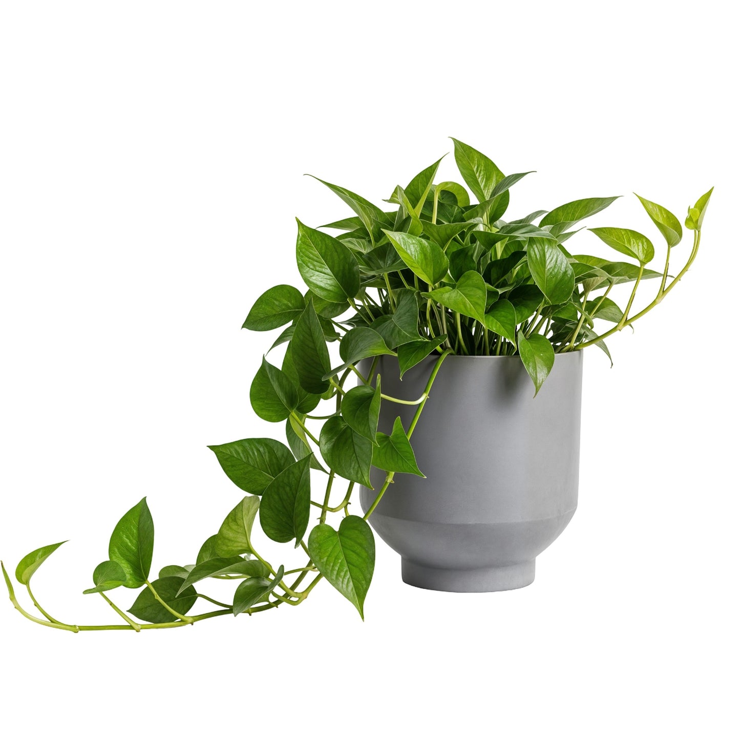 Epipremnum aureum – Golden Pothos (Scindapsus)