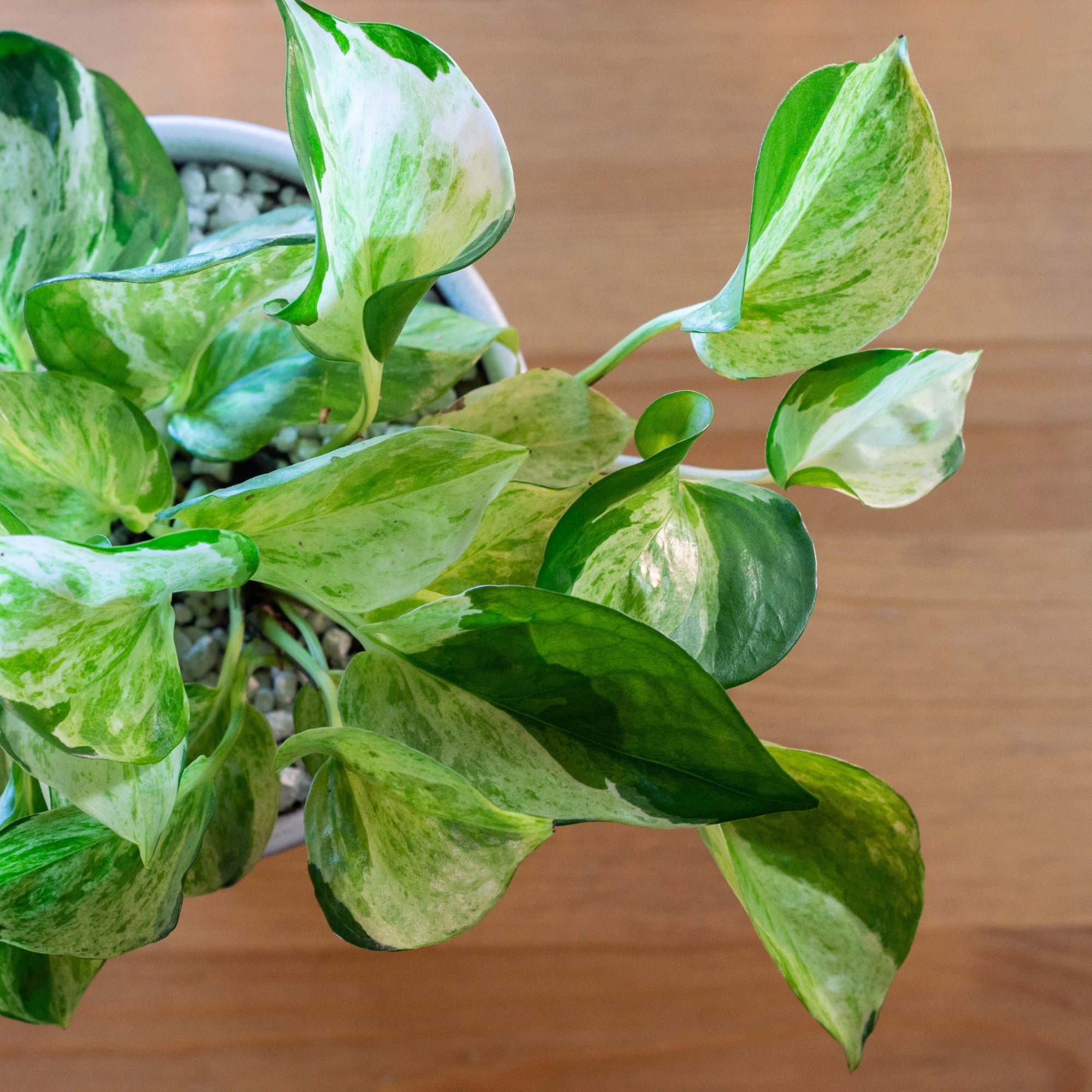 Elegant 'Pearls and Jade' Pothos | Artistic Variegation