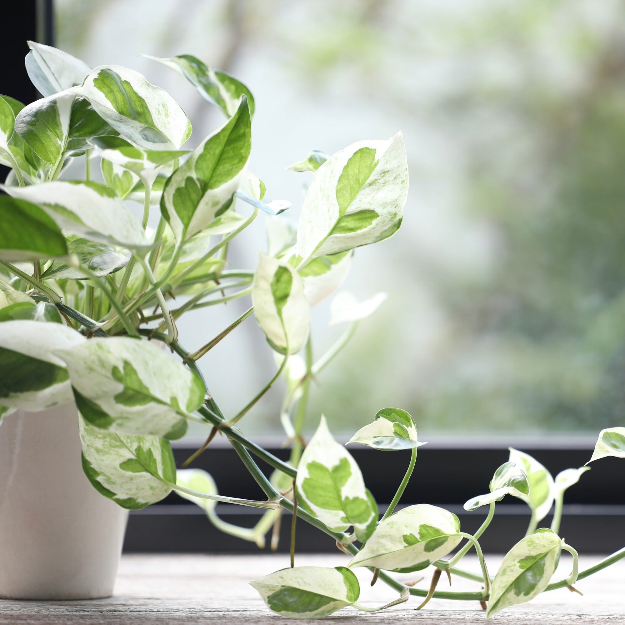 Elegant 'Pearls and Jade' Pothos | Artistic Variegation