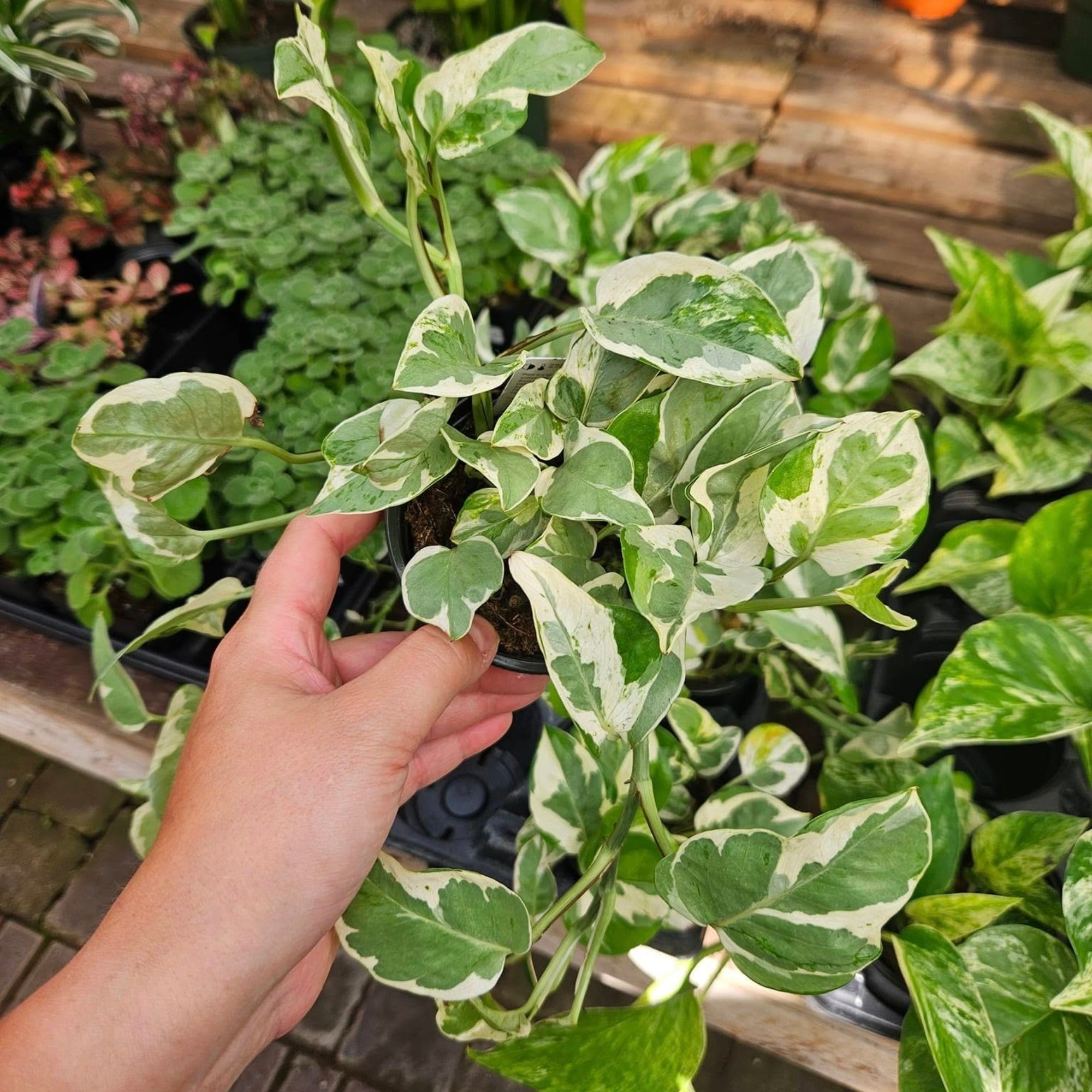 Elegant 'Pearls and Jade' Pothos | Artistic Variegation