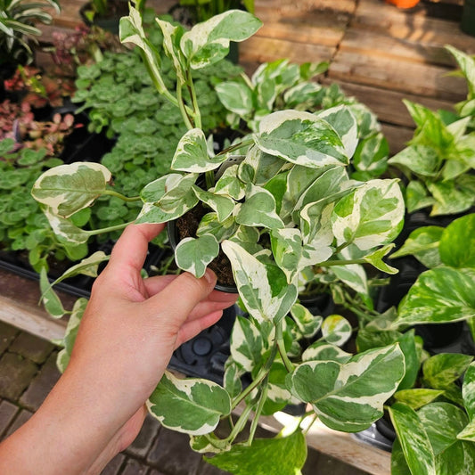 Epipremnum aureum 'Pearls and Jade' – Pothos 'Pearls and Jade'