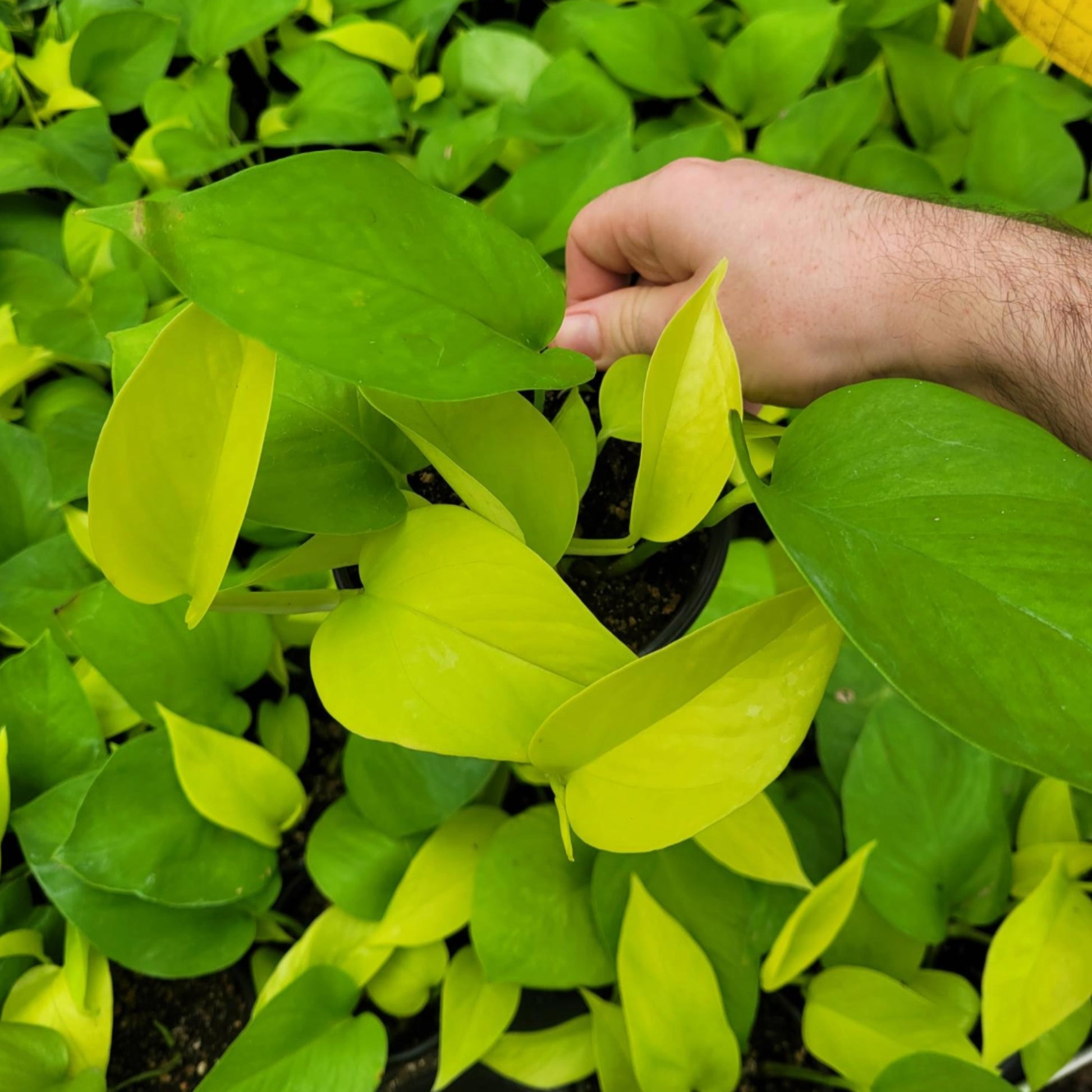 epipremnum aureum neon pothos Pothos 'Neon' Éclatant | Illuminez Votre Maison