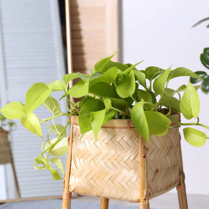 Pothos 'Neon'