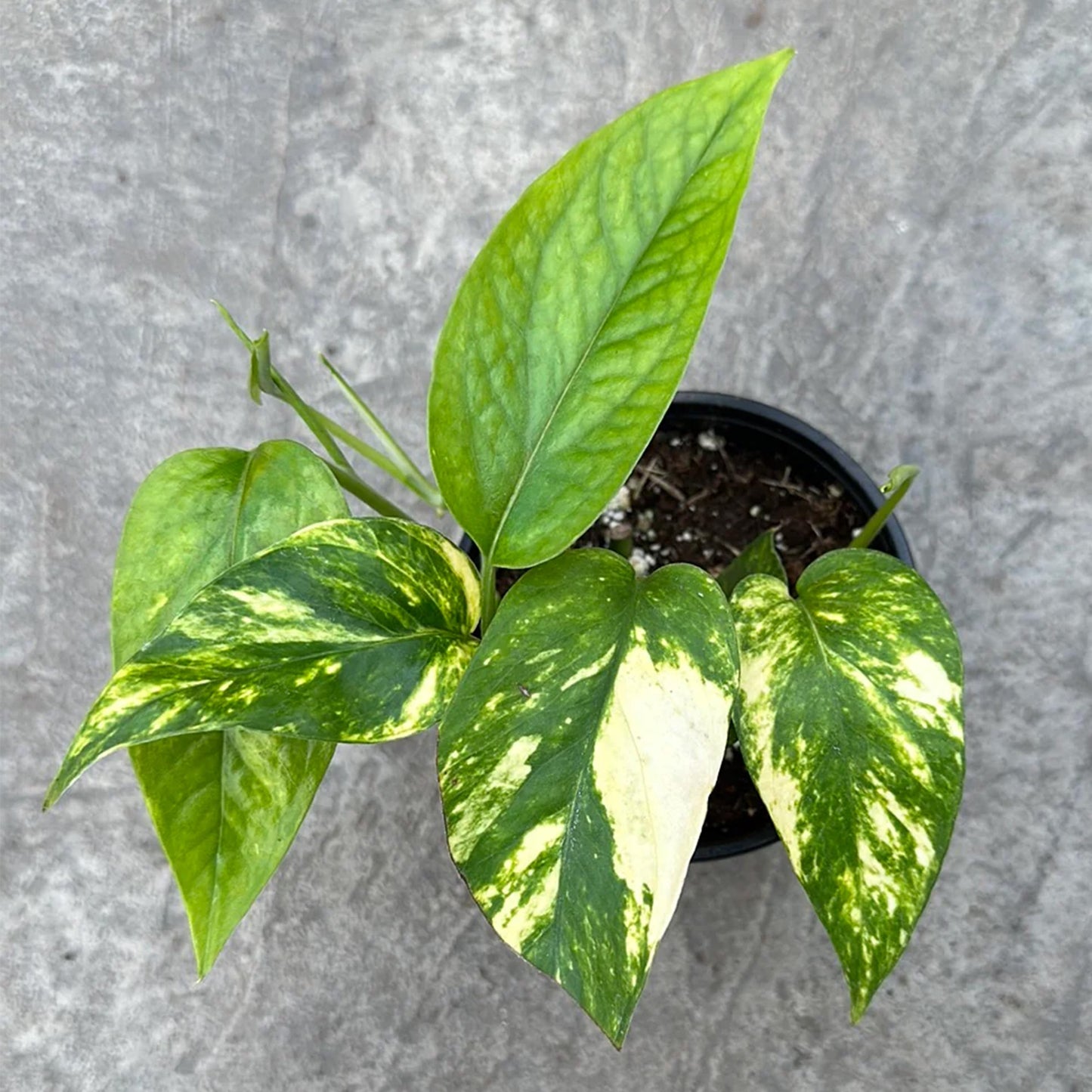 Epipremnum pinnatum Kujang's Flame