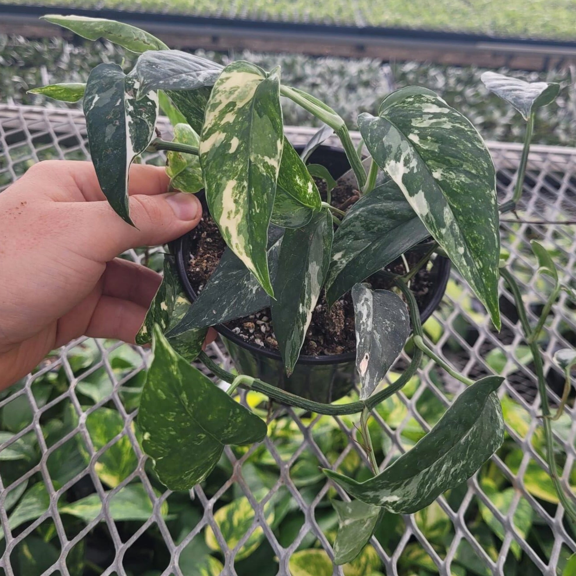 pothos with fenestration Epipremnum pinnatum 'Albo' | Collector's Pothos with Fenestrated Leaves