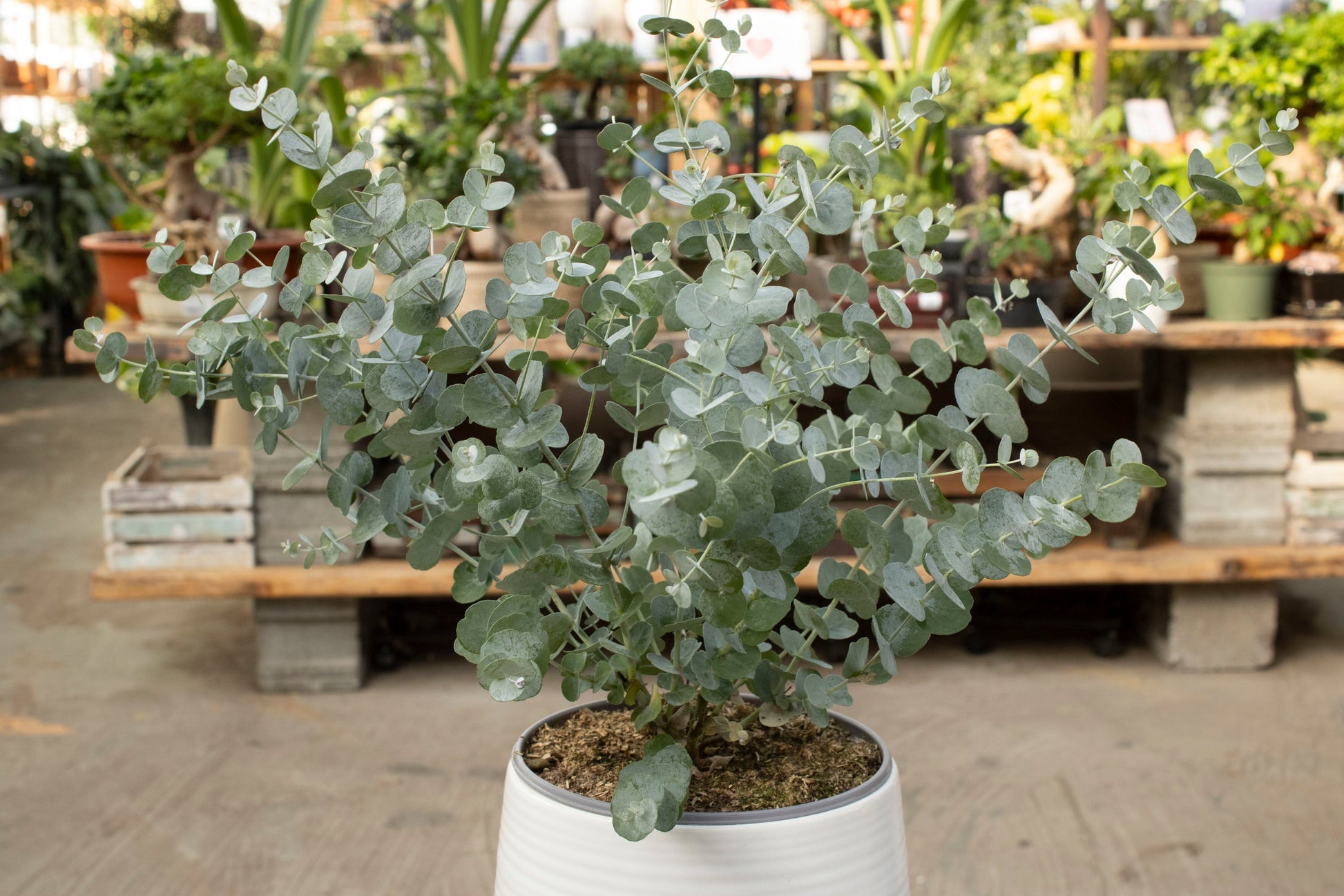 buy indoor eucalyptus plant Eucalyptus 'Silver Dollar' | Aromatic Silvery Gum