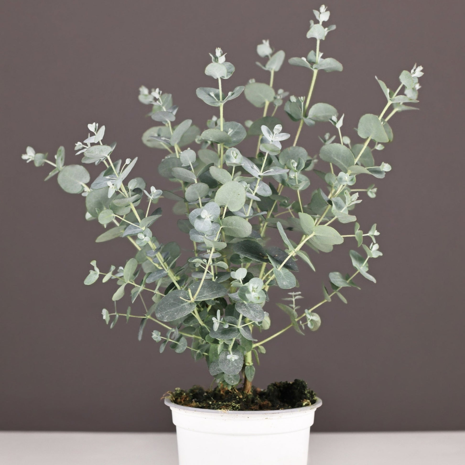 succulent that looks like eucalyptus Fragrant Silver Foliage | Silver Dollar Tree | Eucalyptus cinerea