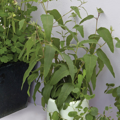 lemon eucalyptus plant indoor Lemon-Scented Eucalyptus: The fragrant plant that keeps mosquitoes away – Jardineries Botanix