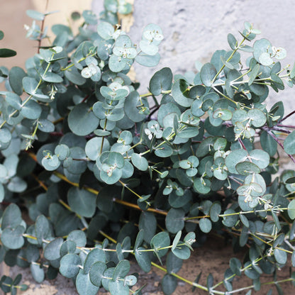 Eucalyptus 'Silver Drop'