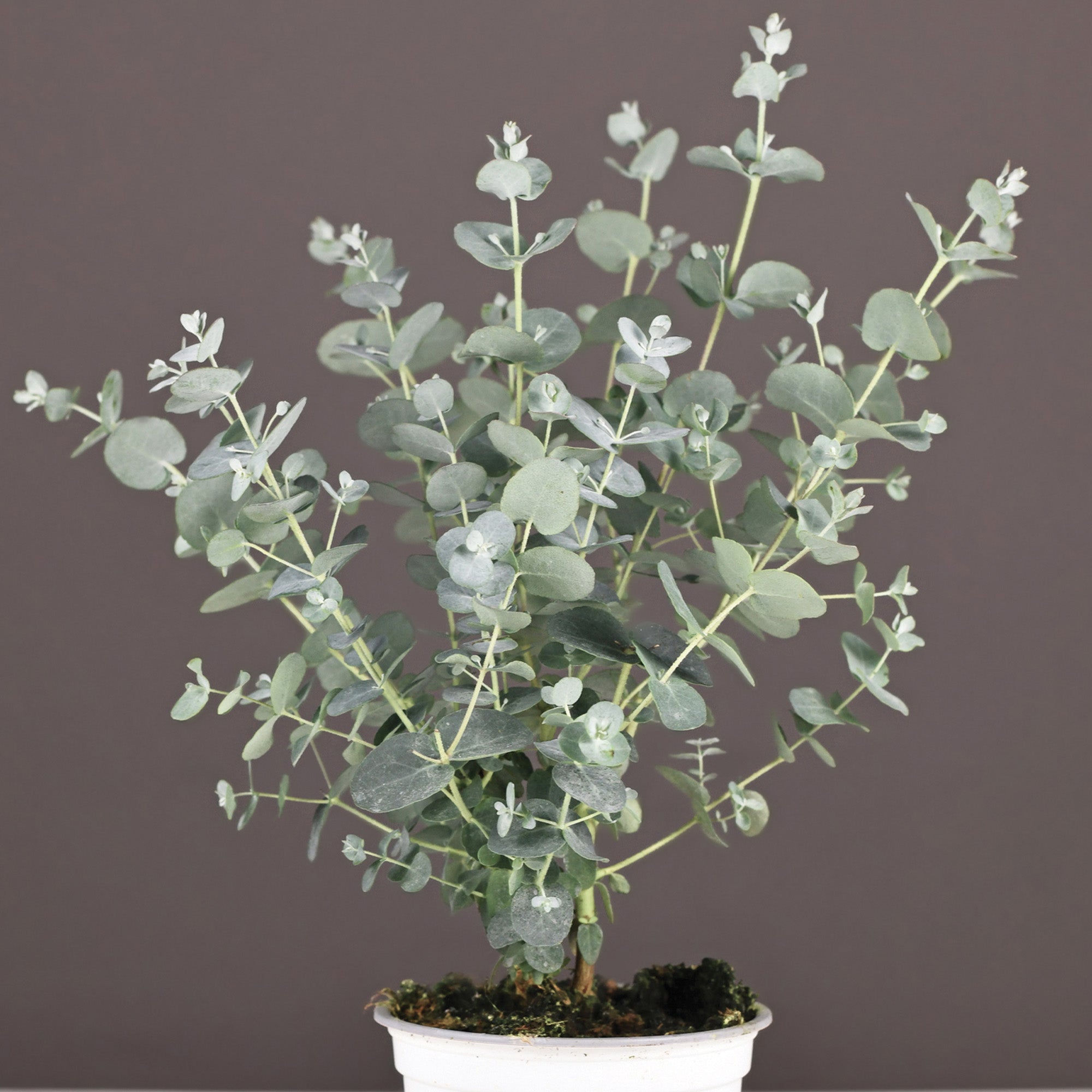 12+ Silver Plant Eucalyptus 'Silver Drop' | Aromatic Silvery-Blue Foliage | Botanix