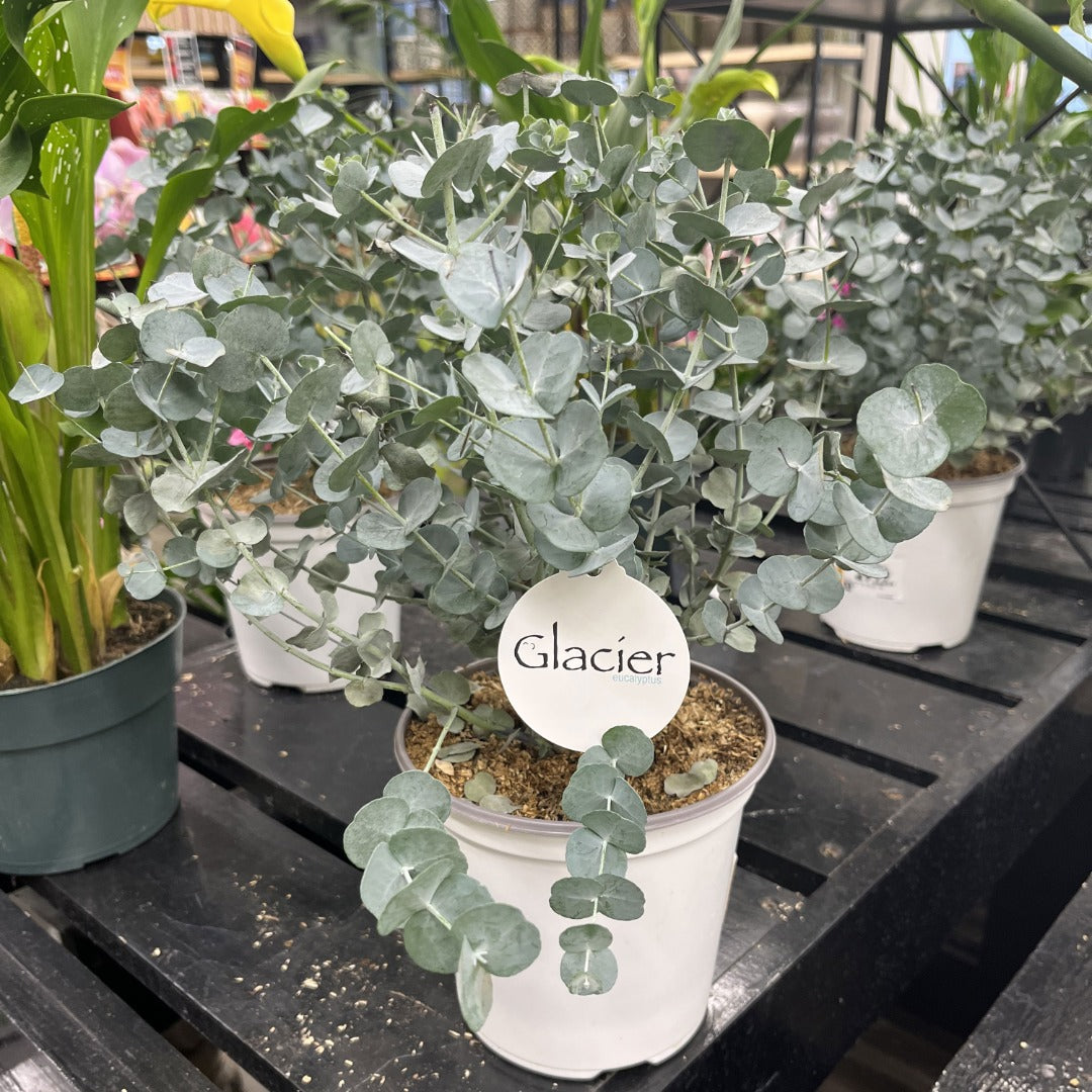 Eucalyptus gunnii 'Glacier' - Gommier 'Glacier'