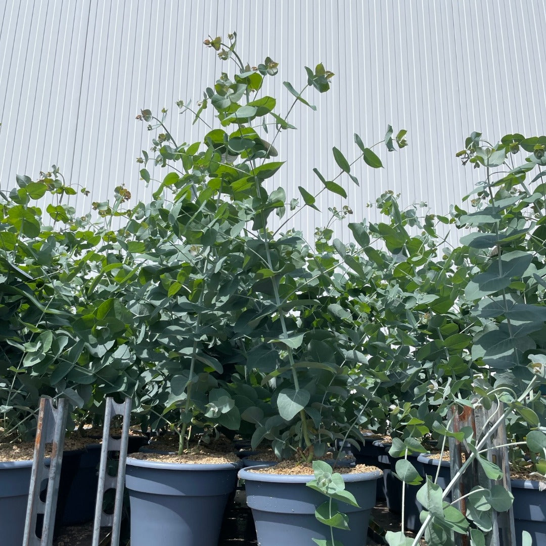Eucalyptus gunnii 'Glacier' - Gommier 'Glacier'