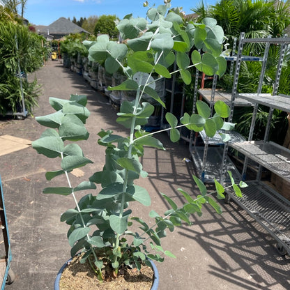 Eucalyptus gunnii 'Glacier' - Gommier 'Glacier'