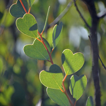 Eucalyptus websteriana 'Botanic Hearts' – Heart-Leaf Eucalyptus