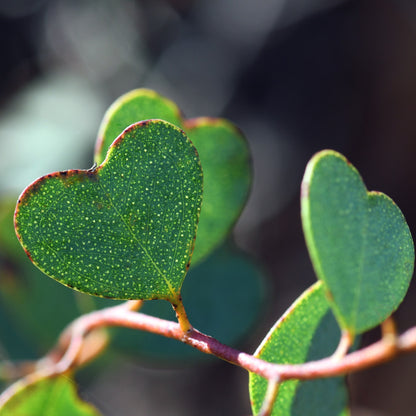 Eucalyptus websteriana 'Botanic Hearts' – Heart-Leaf Eucalyptus