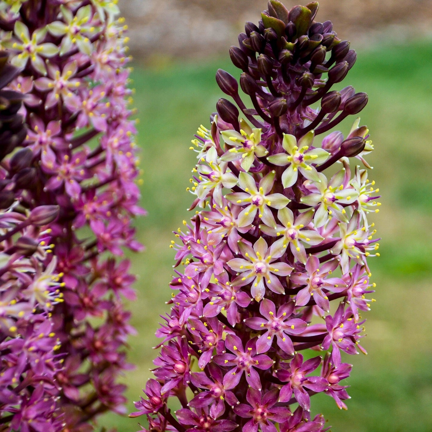 Eucomis, Fleur d'Ananas