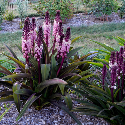 Eucomis, Fleur d'Ananas