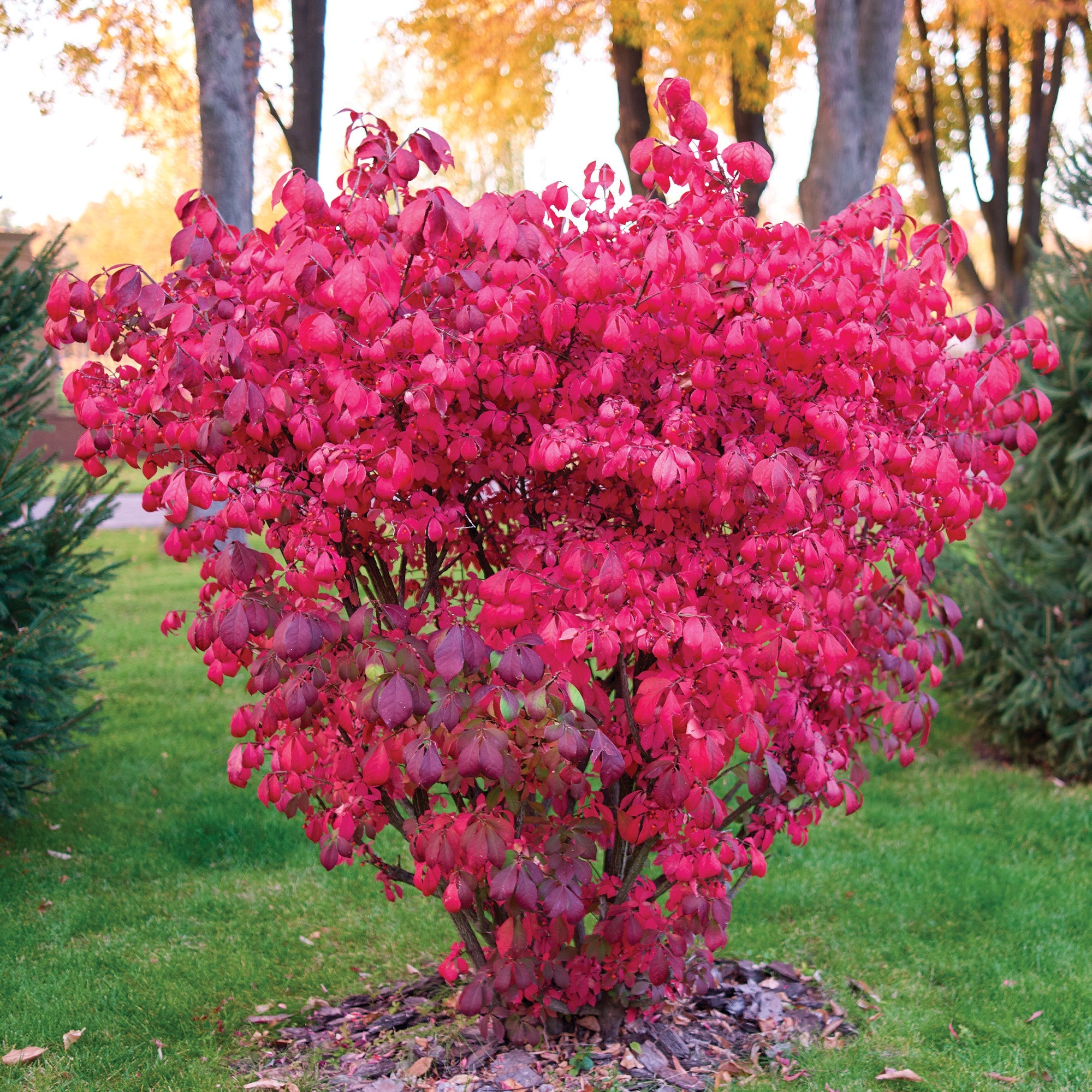 Dwarf Burning Bush – Jardineries Botanix