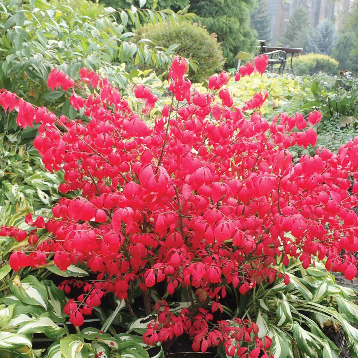 Dwarf Burning Bush – Jardineries Botanix