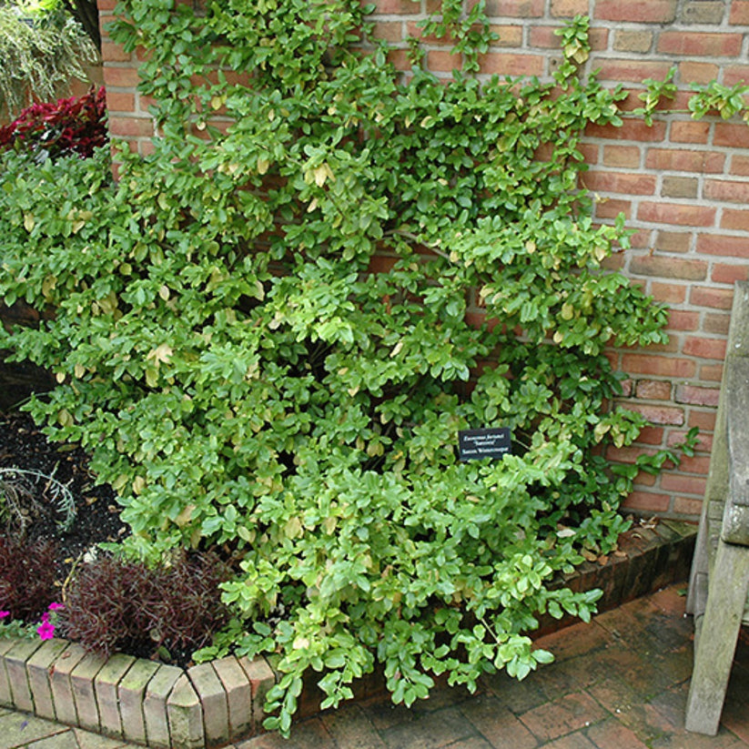 Fusain de Fortune 'Sarcoxie' Jardineries Botanix