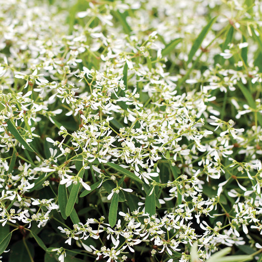 STARBLAST™ White Euphorbia