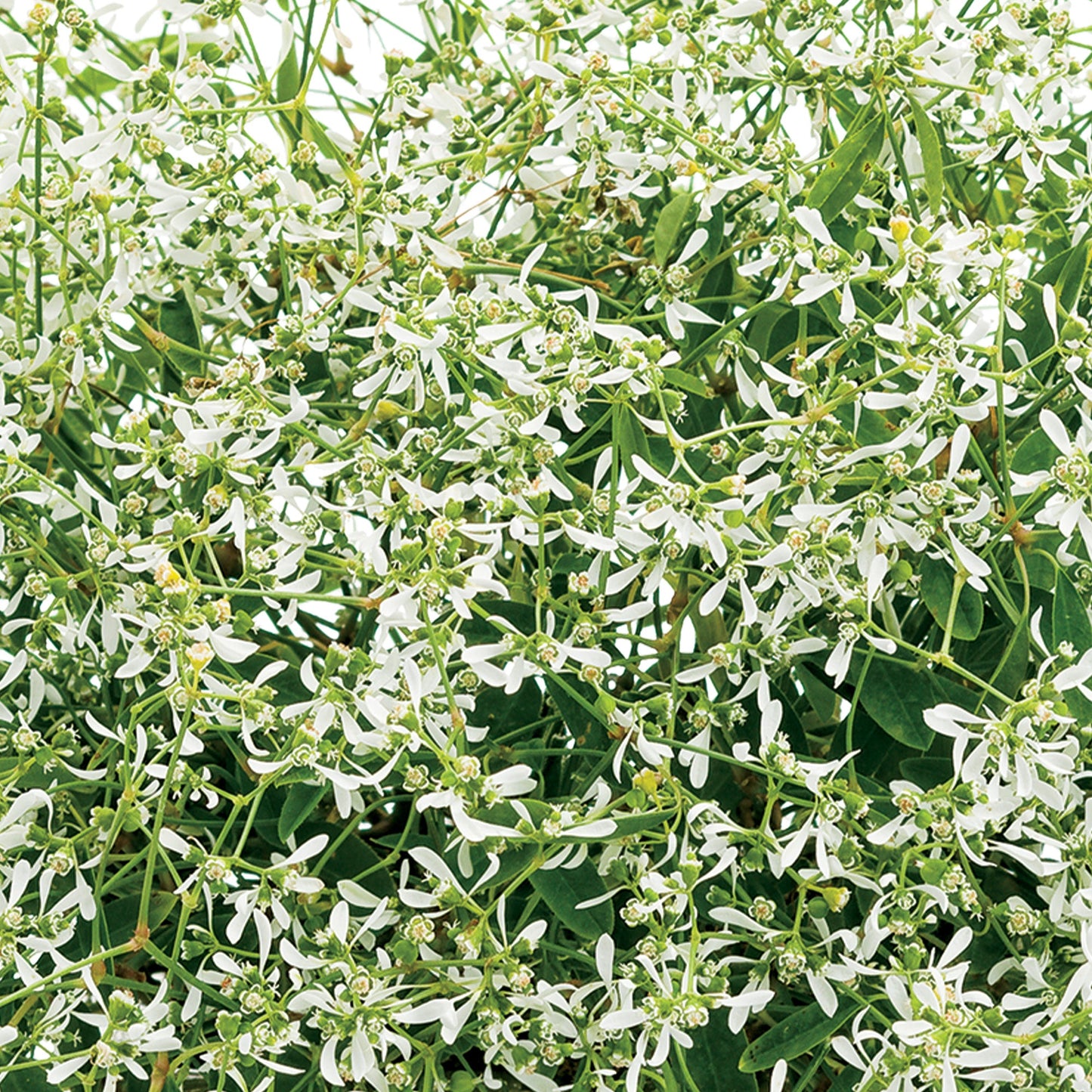 STARBLAST™ White Euphorbia