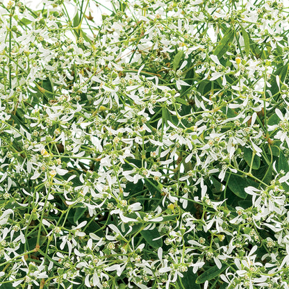 STARBLAST™ White Euphorbia