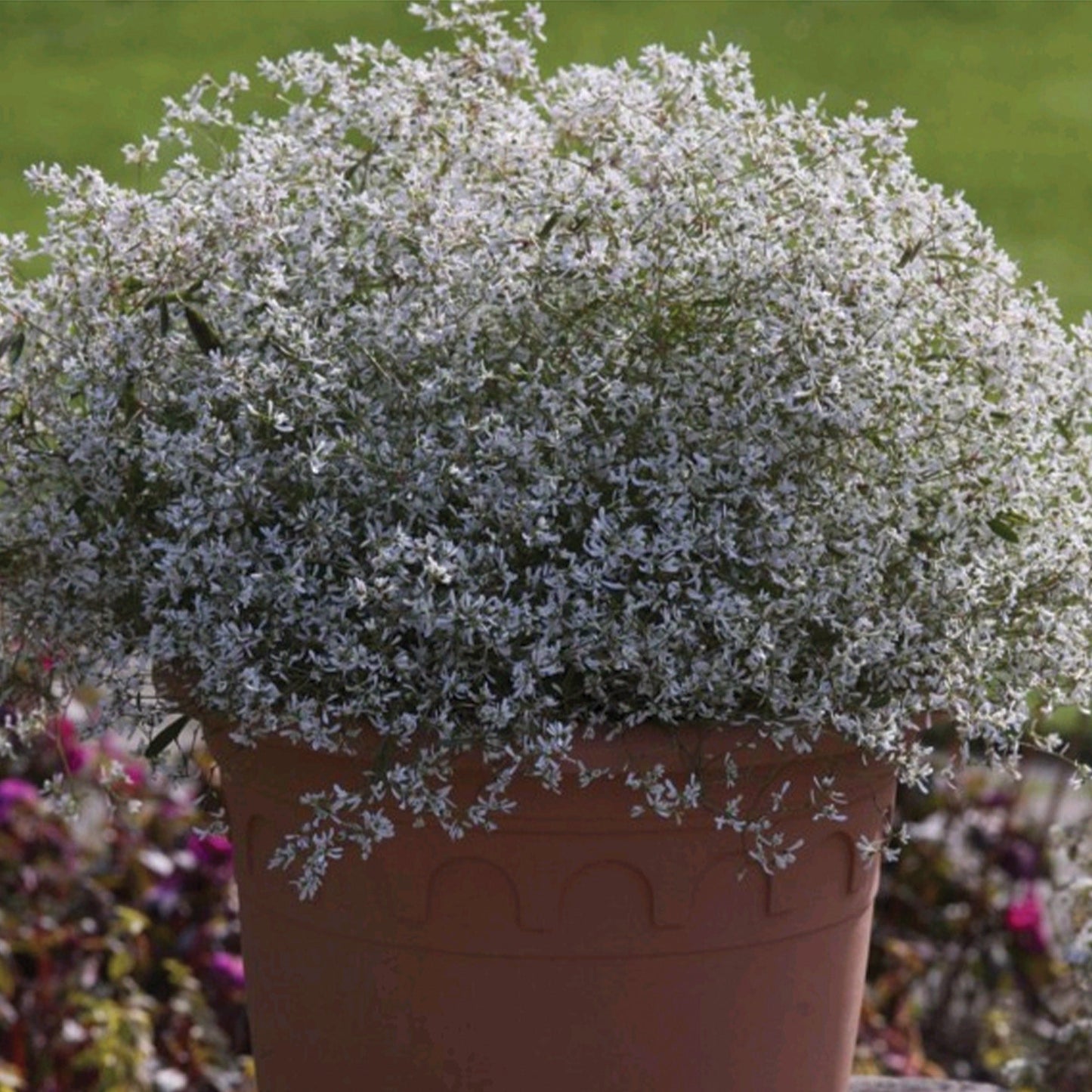 STARBLAST™ White Euphorbia