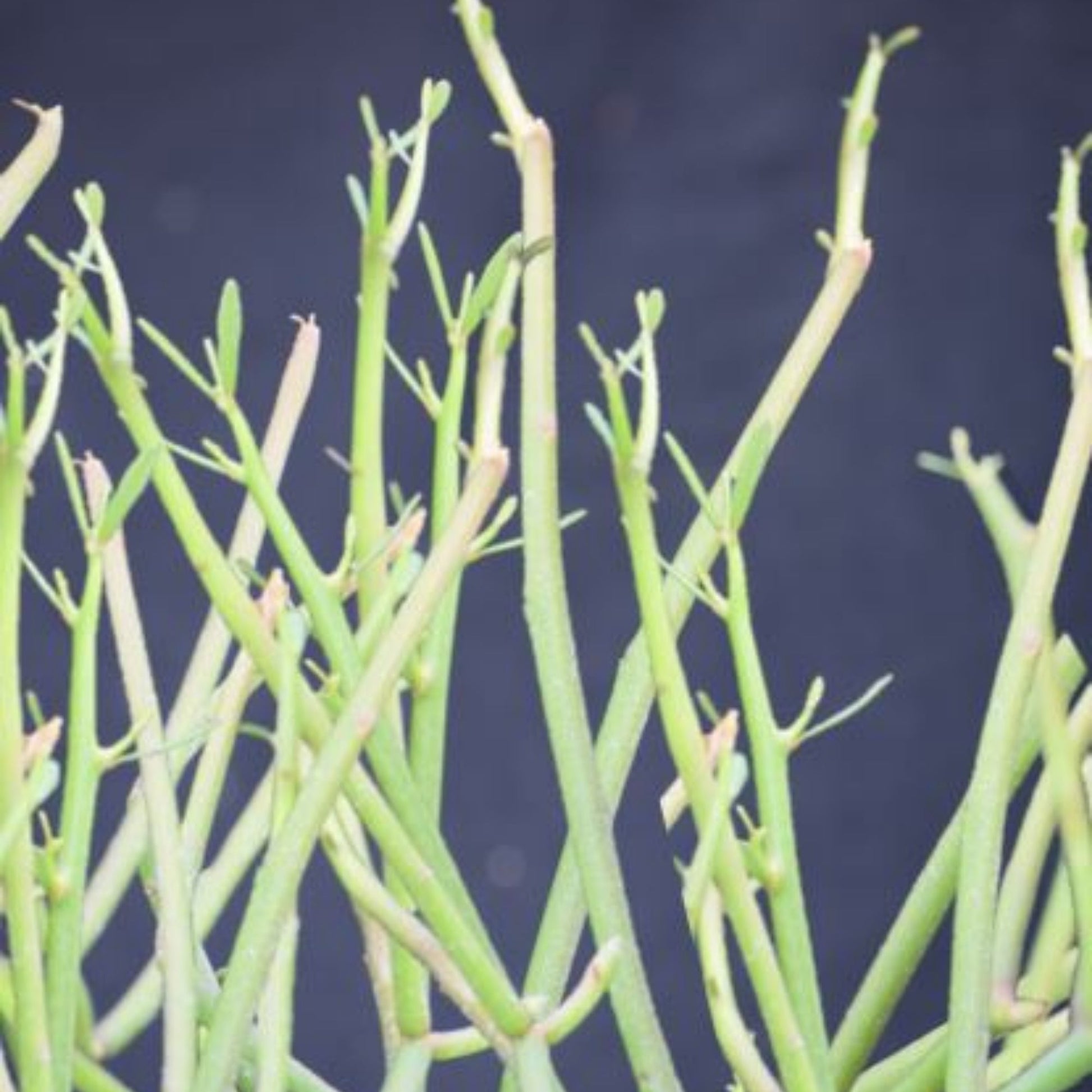 blue pencil cactus Pencil Cactus – Jardineries Botanix