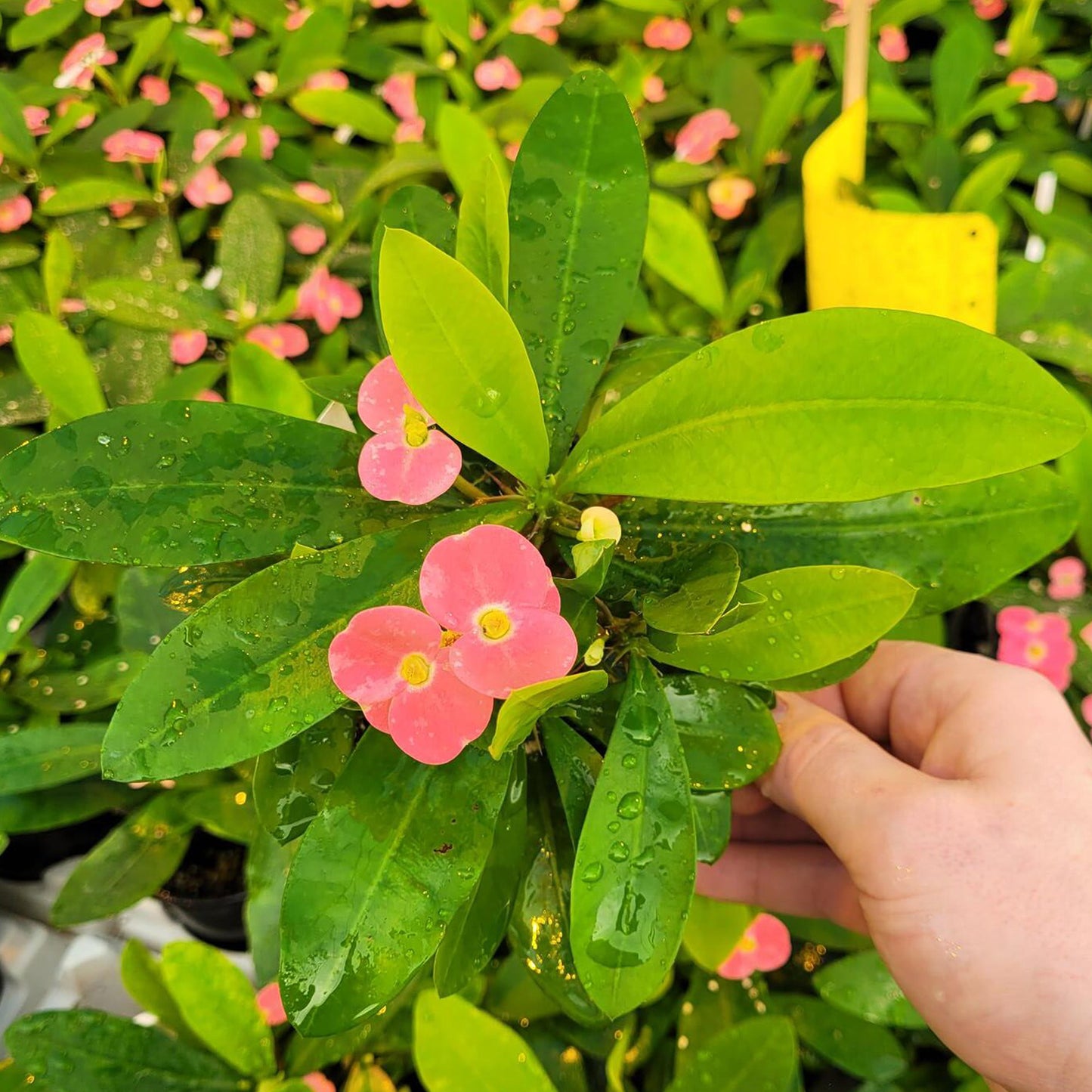 Pink Cadillac' Crown of Thorns 