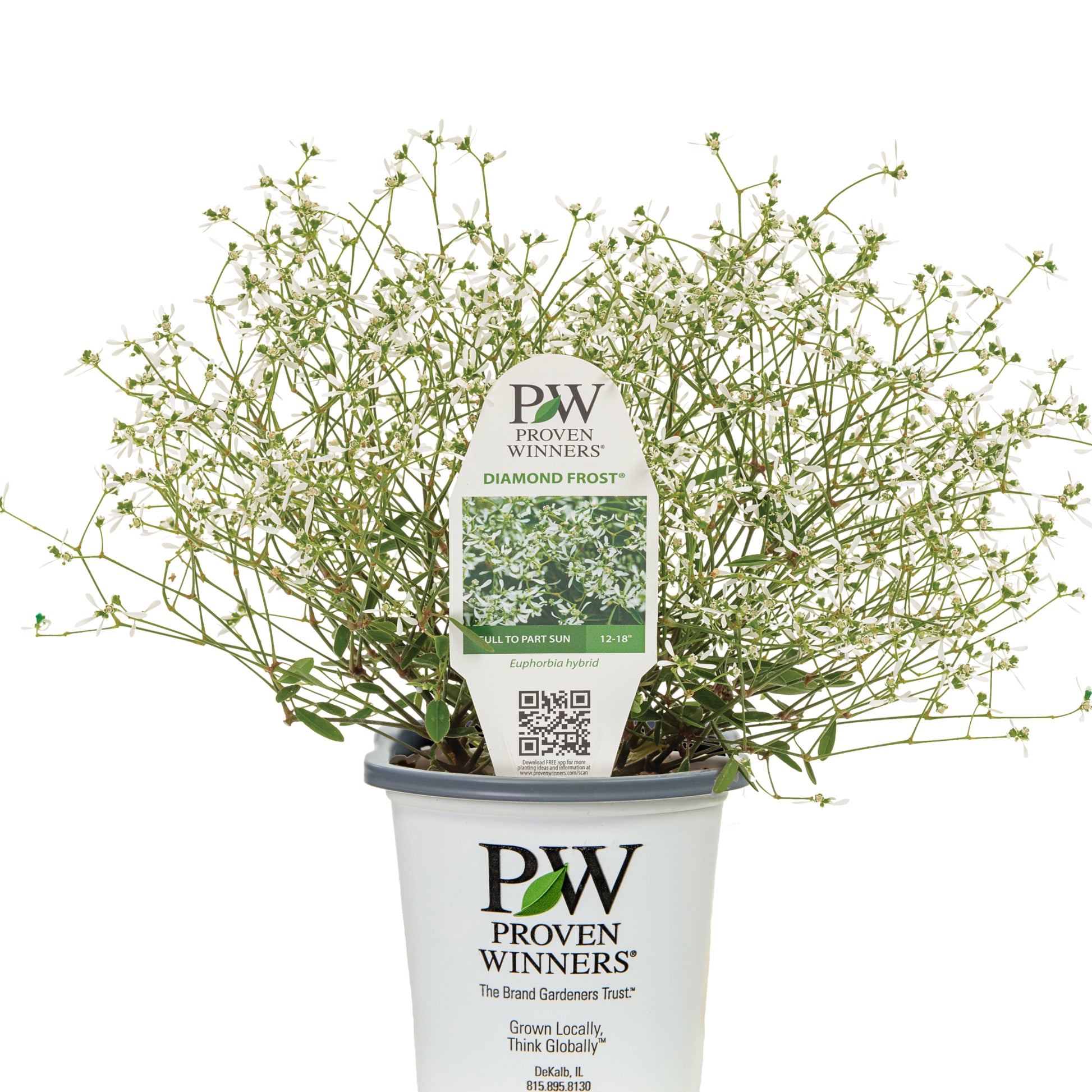 euphorbia plant indoor or outdoor Euphorbia Diamond Frost®: Unstoppable Aerial White Cloud
