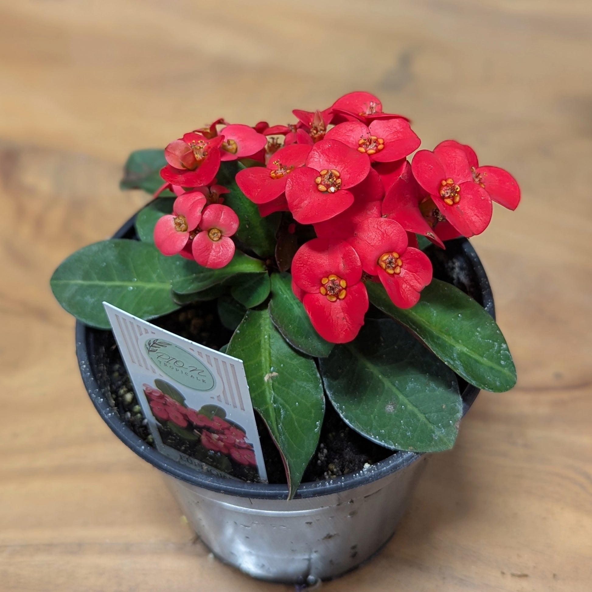 crown of thorns plant seeds Euphorbia 'Zeus' | Striking Red Blooms