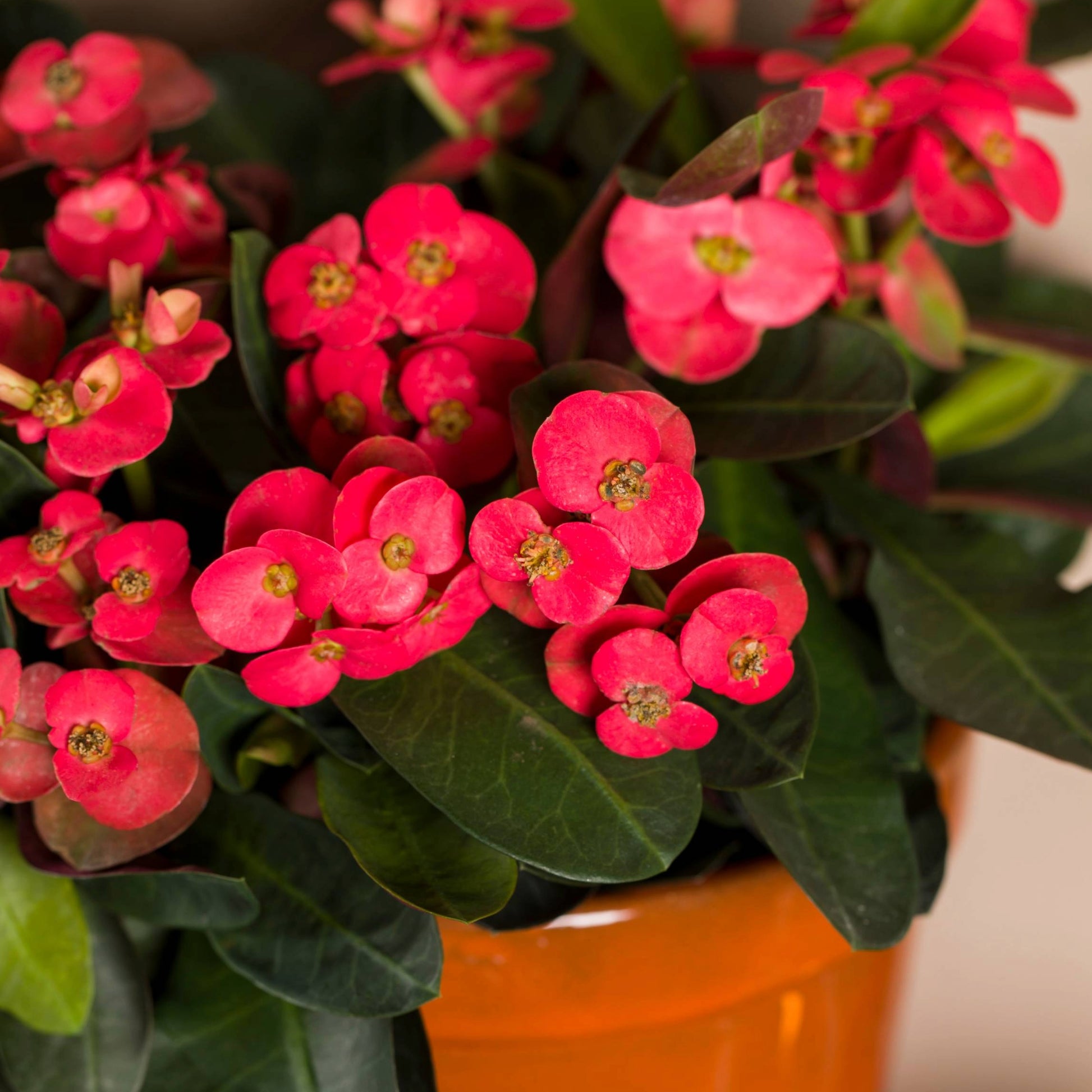 crown of thorns plant seeds Euphorbia 'Zeus' | Striking Red Blooms