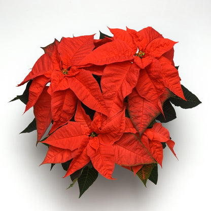 Euphorbia pulcherrima - Poinsettia (Holiday Star)