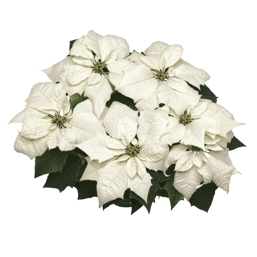 Euphorbia pulcherrima - Poinsettia (Holiday Star)