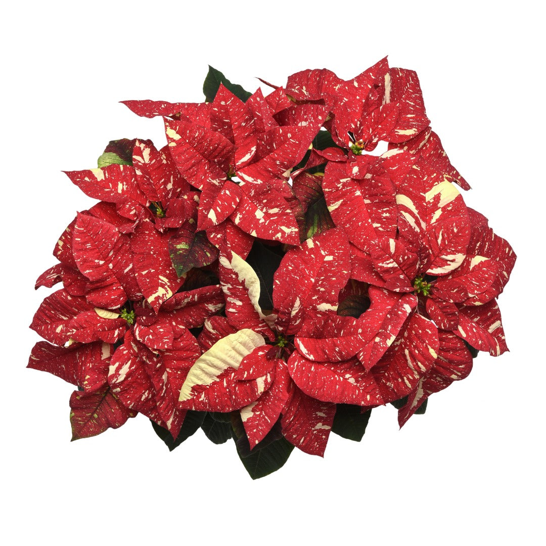 Euphorbia pulcherrima - Poinsettia (Holiday Star)