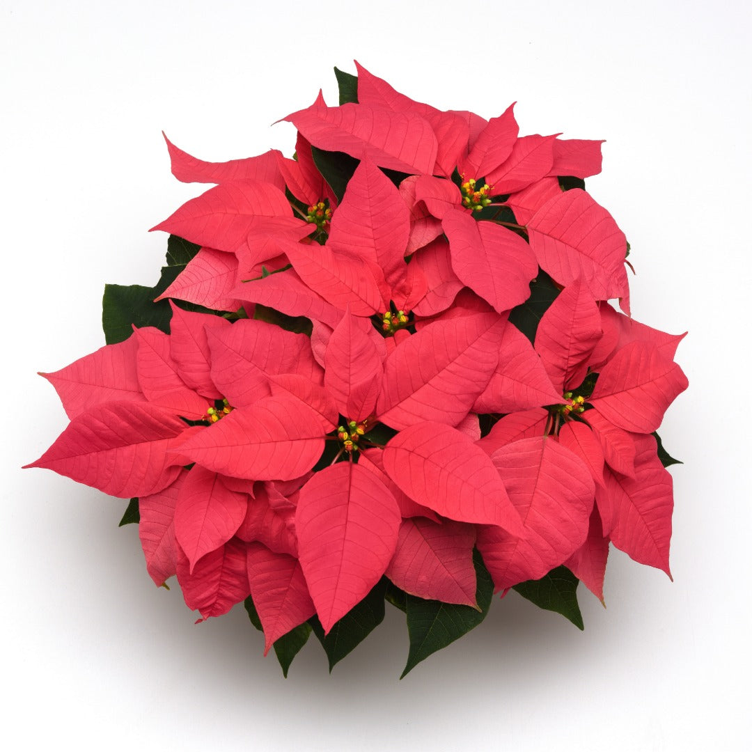 Euphorbia pulcherrima - Poinsettia (Holiday Star)