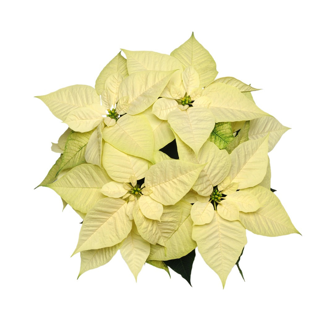 Euphorbia pulcherrima - Poinsettia (Holiday Star)