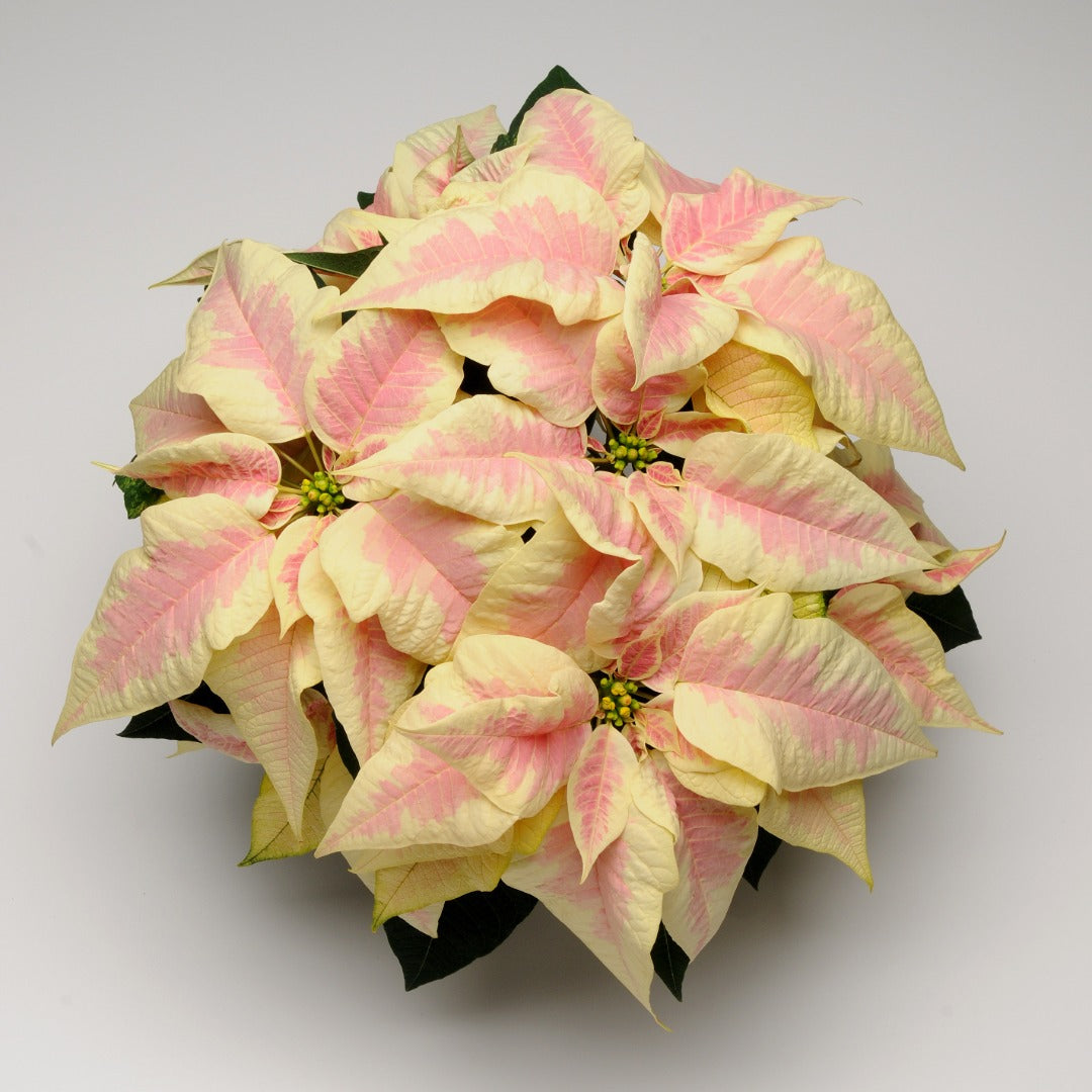 Euphorbia pulcherrima - Poinsettia (Holiday Star)