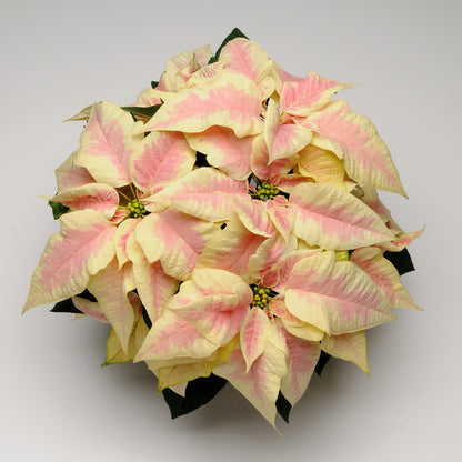 Euphorbia pulcherrima - Poinsettia (Holiday Star)