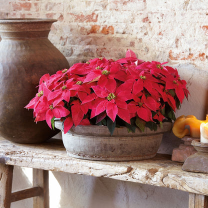 Euphorbia pulcherrima - Poinsettia (Holiday Star)