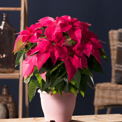 Euphorbia pulcherrima - Poinsettia (Holiday Star)