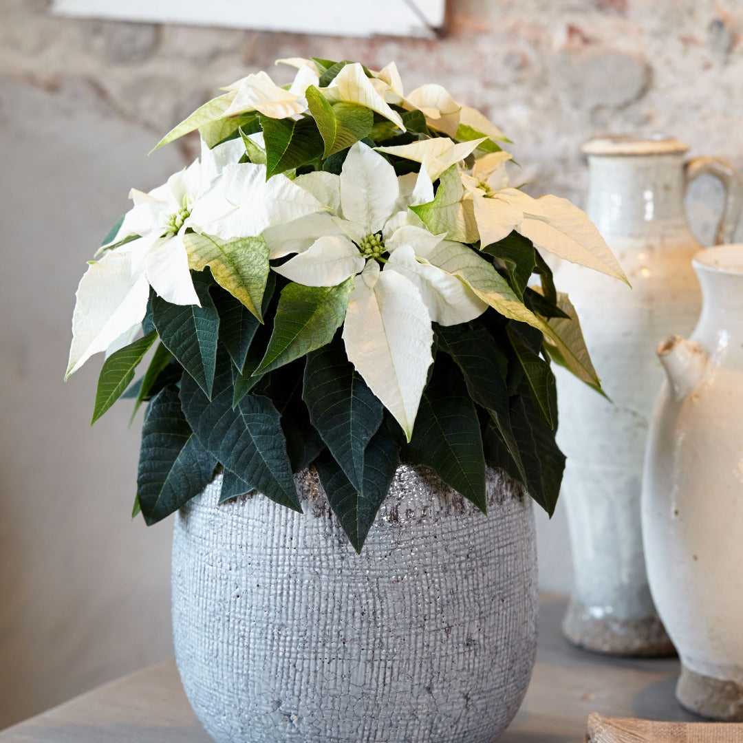 Euphorbia pulcherrima - Poinsettia (Holiday Star)