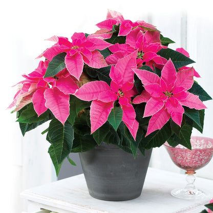 Euphorbia pulcherrima - Poinsettia (Holiday Star)