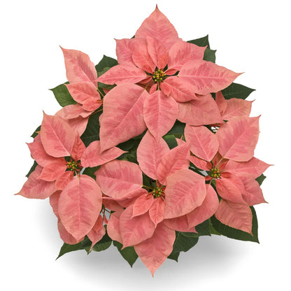 Euphorbia pulcherrima - Poinsettia (Holiday Star)