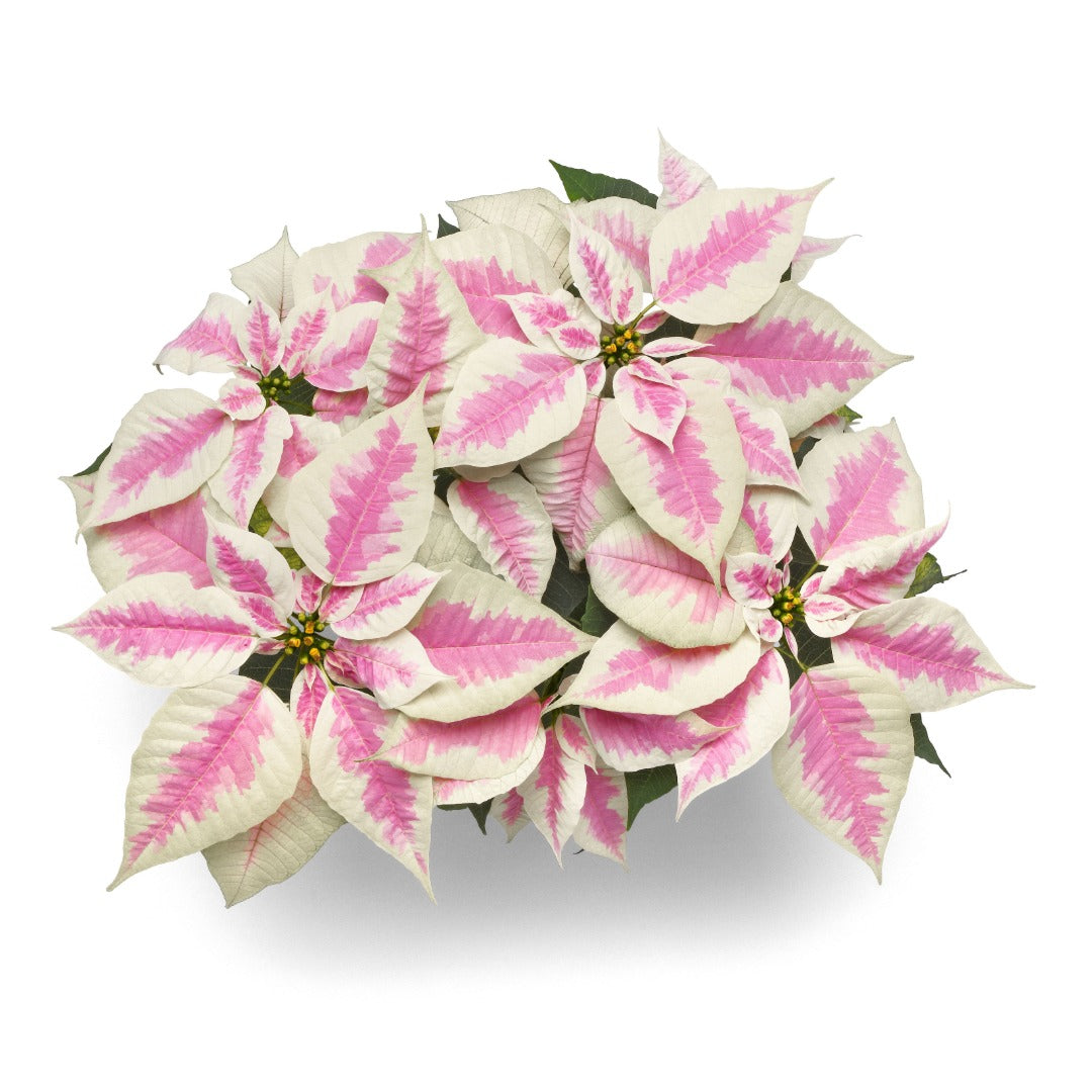 Euphorbia pulcherrima - Poinsettia (Holiday Star)