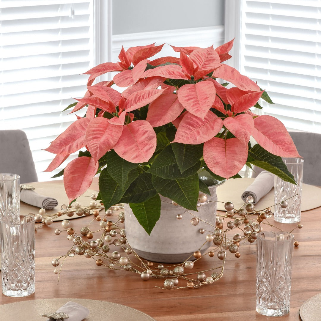 Euphorbia pulcherrima - Poinsettia (Holiday Star)